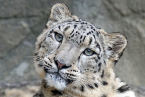 Snow Leopard - Nature In Crisis