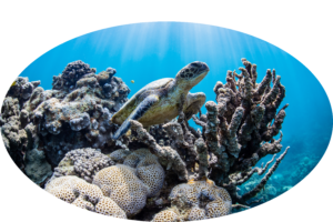Turtle Swimming - Nature In Crisis